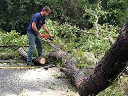 Stone Park, IL Tree Services Company