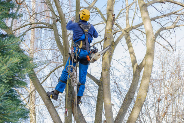 Best Tree Removal  in Stone Park, IL