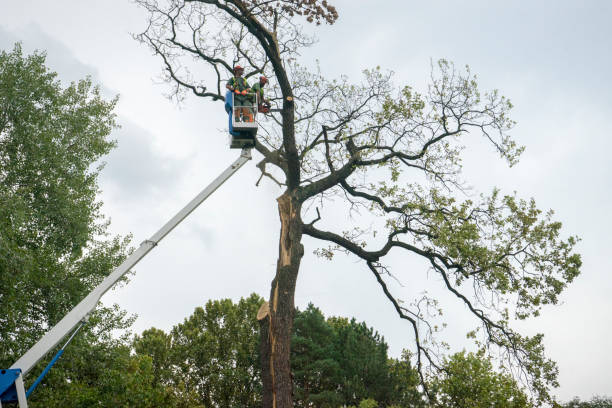 Best Tree Preservation Services  in Stone Park, IL