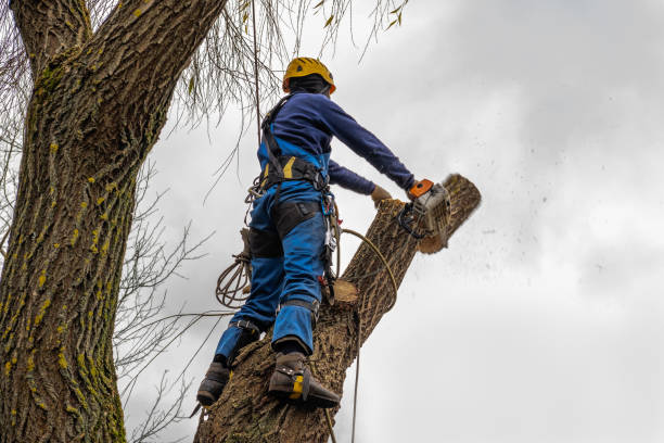 Best Fruit Tree Pruning  in Stone Park, IL