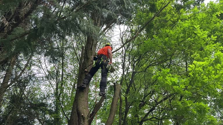 Best Root Management and Removal  in Stone Park, IL