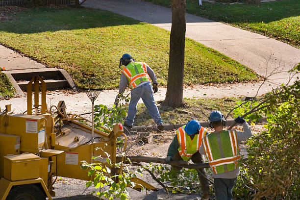 Best Landscape Design and Installation  in Stone Park, IL