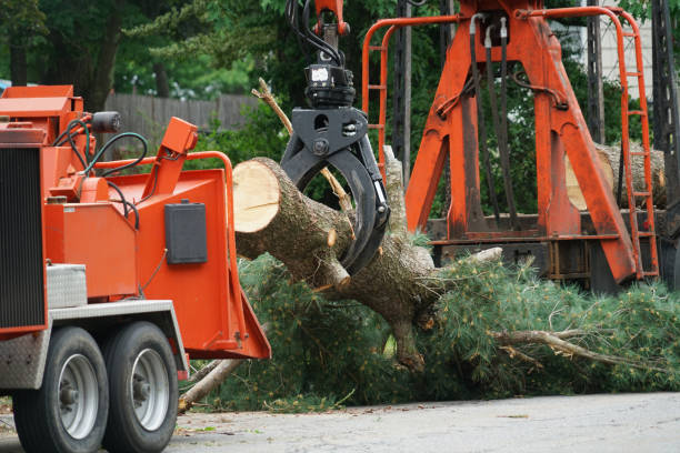 Best Commercial Tree Services  in Stone Park, IL