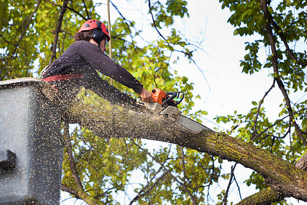 How Our Tree Care Process Works  in  Stone Park, IL